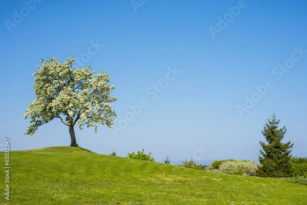 Obraz Blühender Obstbaum mit blauem Himmel