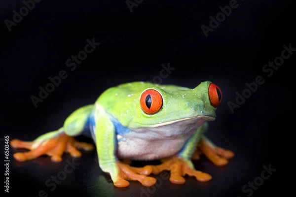 Fototapeta frog closeup on black