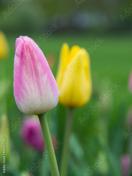 Obraz Tulpen1
