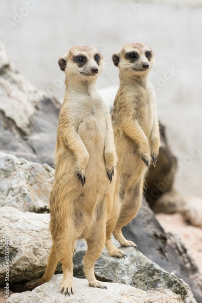 Obraz Two Meerkats or Suricates  (Suricata suricatta)