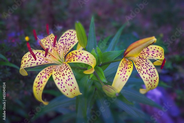 Fototapeta Yellow tiger lily in bloom in garden. Lilium lancifolium is one of several species of orange lily flower.