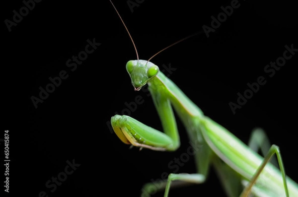 Fototapeta Praying Mantis (Mantis religiosa) on black background, closeup of photo. Macro shot.