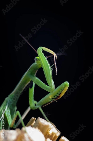 Fototapeta Praying Mantis (Mantis religiosa) on black background, closeup of photo. Macro shot.