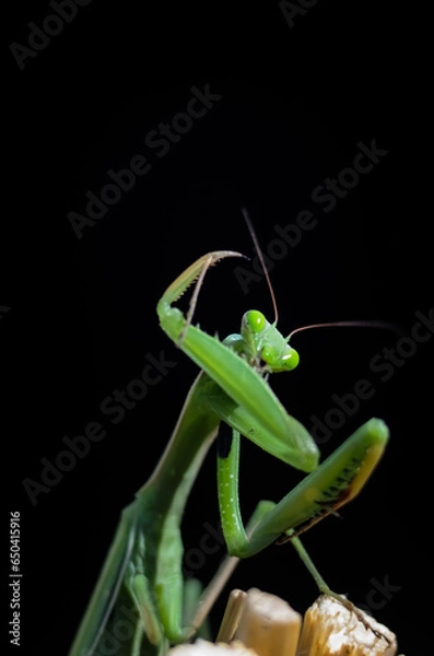 Fototapeta Praying Mantis (Mantis religiosa) on black background, closeup of photo. Macro shot.