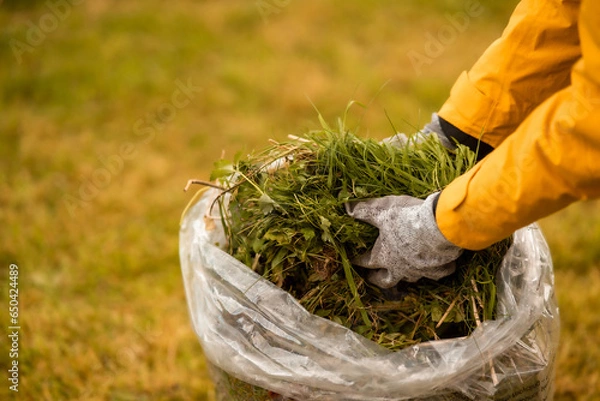 Obraz hand of a woman picking up garden waste in a plastic bag. Recycling of waste concept