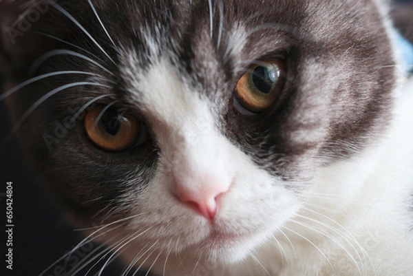 Fototapeta 猫の顔