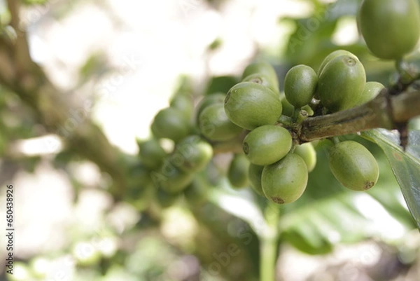 Obraz Coffee fruit