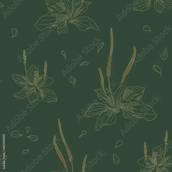 Obraz Plantain with flowers and leaves on a dark background. Plantago major, medicinal plant. Wild herbs for wallpaper, textile, wrapping paper. Sketch style. Hand drawn vector seamless pattern
