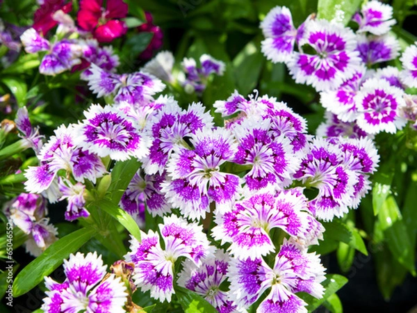 Obraz Dianthus Caryophyllus.