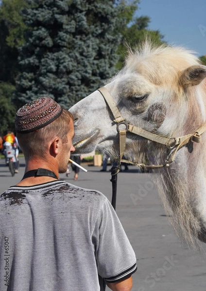 Obraz smoking cameleer