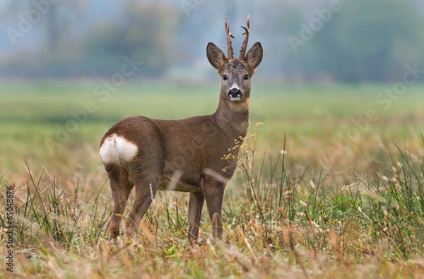 Obraz Roe Deer