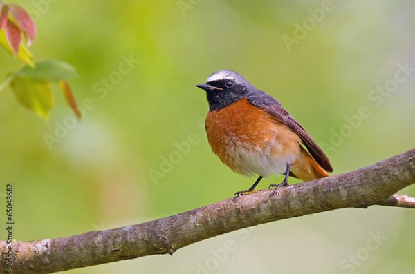Fototapeta Common redstart