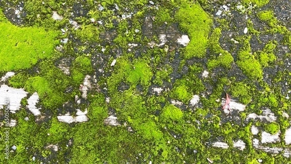 Obraz Green moss texture and background