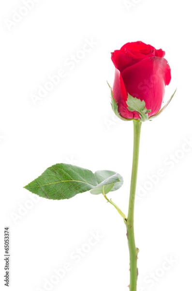 Fototapeta Red rose