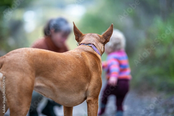 Fototapeta tan kelpie dog in the australian bush in a park