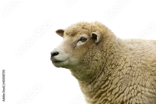 Obraz sheep isolated on white background