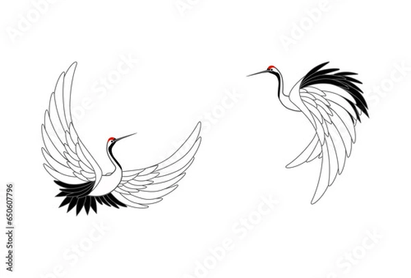 Fototapeta 羽ばたく丹頂鶴　野生生物　習性