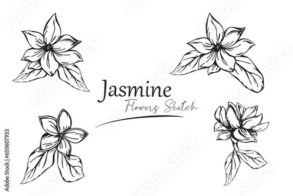 Obraz jasmine flower sketch vector illustration.