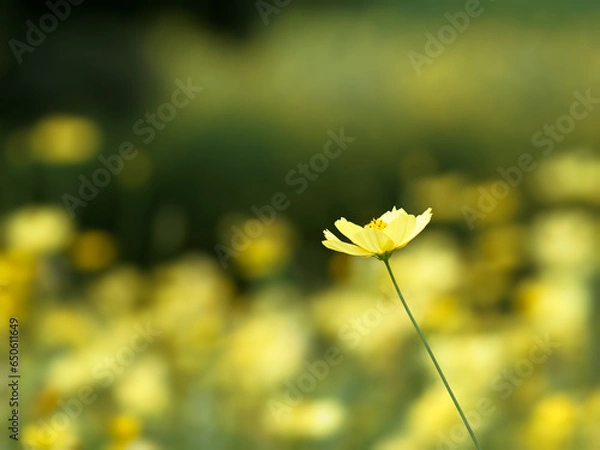 Obraz キバナコスモス（レモンブライト）