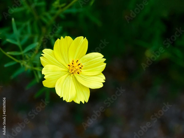 Obraz キバナコスモス（レモンブライト）