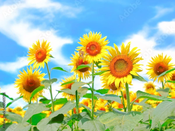 Obraz ひまわり畑