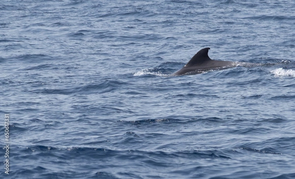 Fototapeta Pilot whale