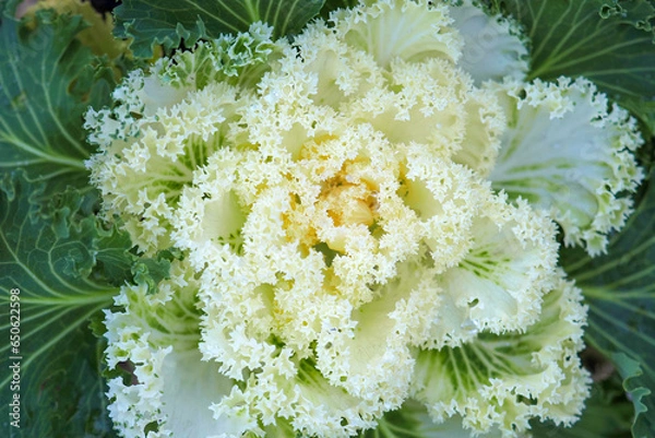 Fototapeta White flowering or ornamental cabbage and kale nagoya, top view