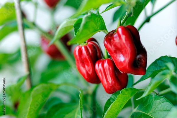 Obraz red habanero plant on white background, agriculture with habanero chili peppers, chili harvest in september and october in autumn, close-up of habanero chili pepper