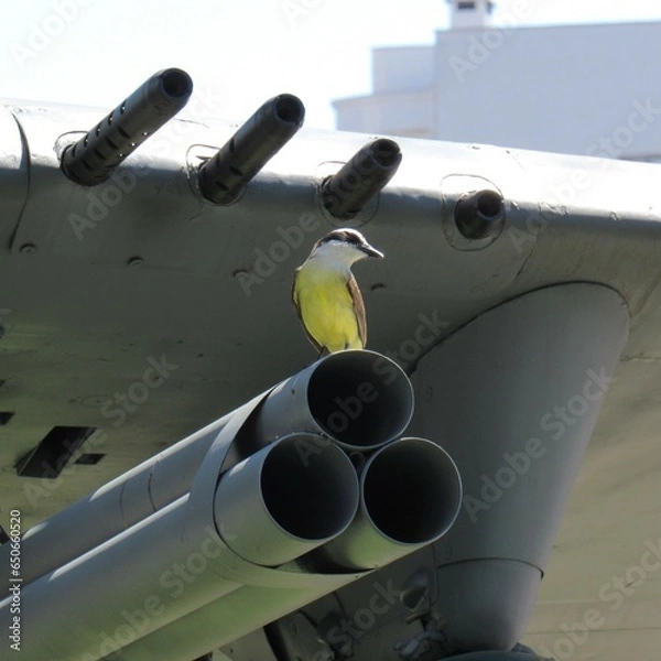 Obraz Bird on a cannon