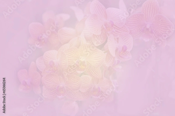 Obraz Orchid soft color and blur style for background.