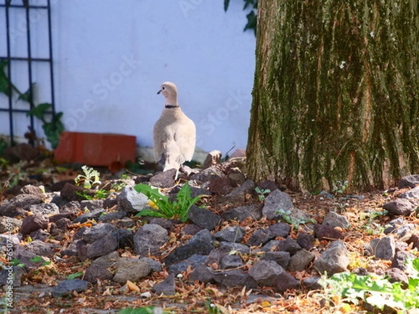 Obraz Türkische Turteltaube