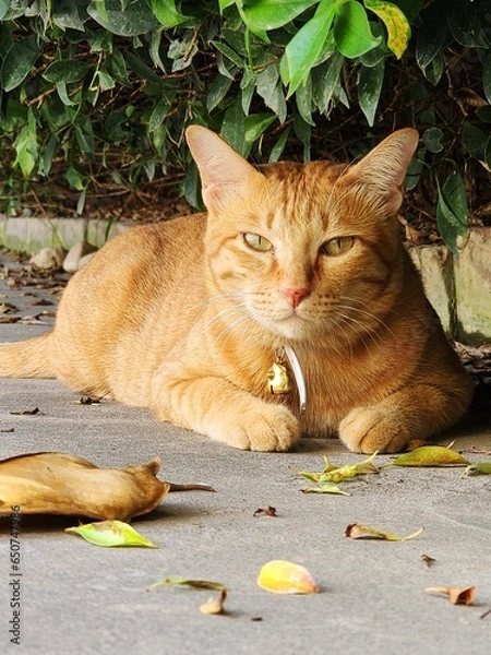 Fototapeta A male orange cat sits crouched under a bush and looks at the camera.