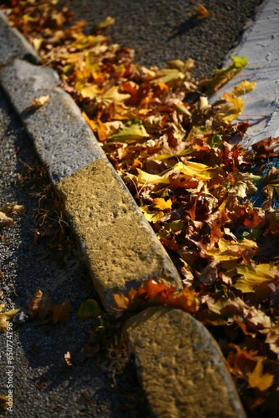 Obraz Colorful Curb and Leaves