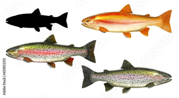 Obraz Set albino amber lake trout. Rainbow trout fish side view illustration isolate realistic on white background silhouette.