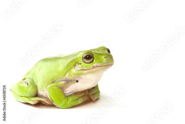 Obraz Green tree frog