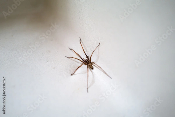 Fototapeta A large house spider in a wash basin sink in a home.