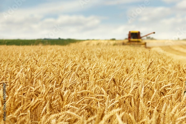 Fototapeta Wheat harvesting