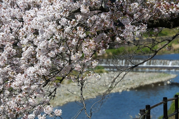 Fototapeta 高野川沿いの桜並木