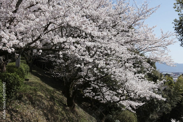 Obraz The image of beautiful nature