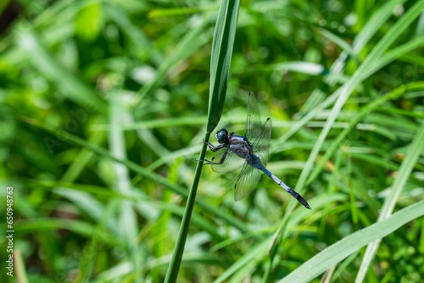 Obraz 稲穂が垂れる季節 稲の葉にとまるシオカラトンボ