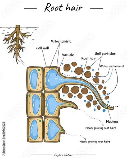 Fototapeta Root hair structure