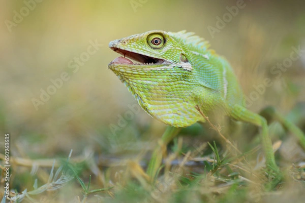 Fototapeta Reptile Lizard, Macro, Green Lizard, Animals, pet, Nature Background, Indonesia.