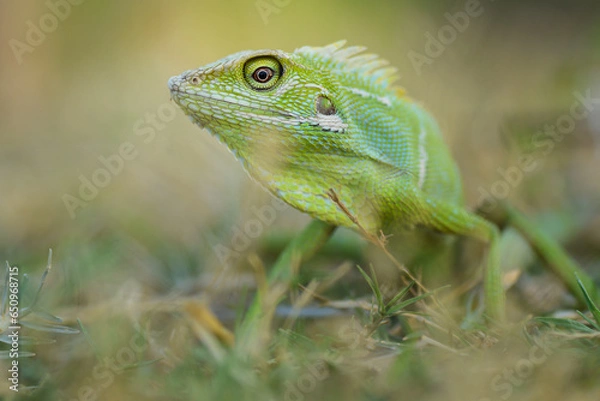 Fototapeta Reptile Lizard, Macro, Green Lizard, Animals, pet, Nature Background, Indonesia.