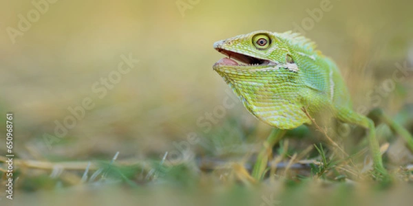 Fototapeta Reptile Lizard, Macro, Green Lizard, Animals, pet, Nature Background, Indonesia.