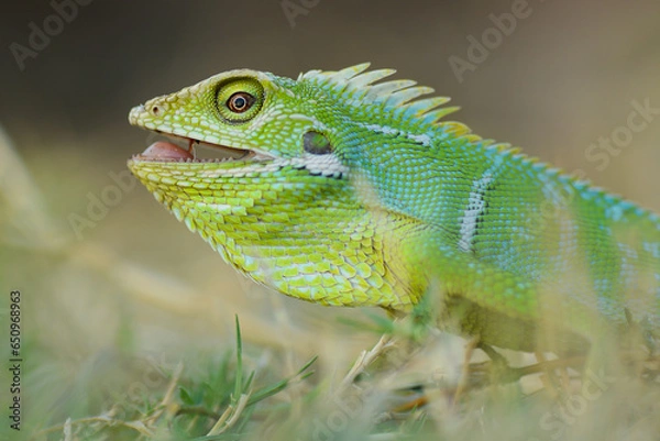 Fototapeta Reptile Lizard, Macro, Green Lizard, Animals, pet, Nature Background, Indonesia.