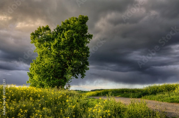 Fototapeta before the storm