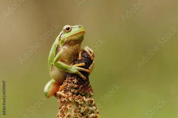 Obraz The European tree frog