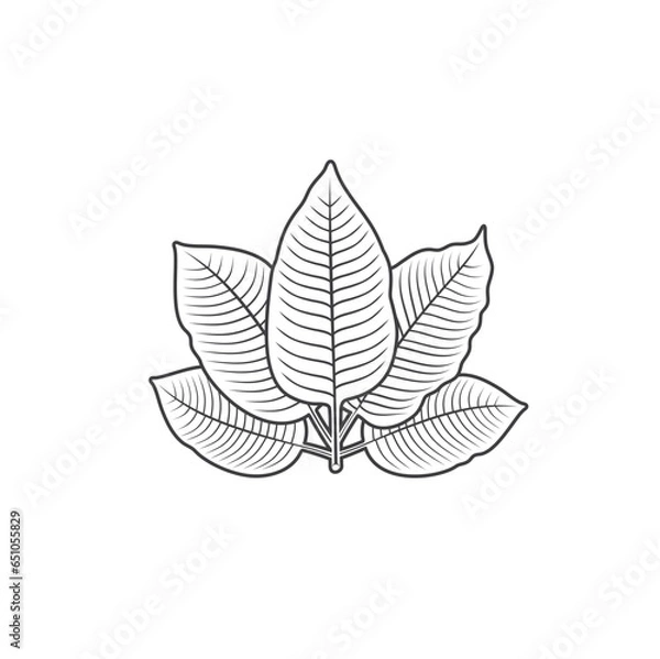 Obraz illustration of kratom leaf, a type of plant from the rubiaceae family.