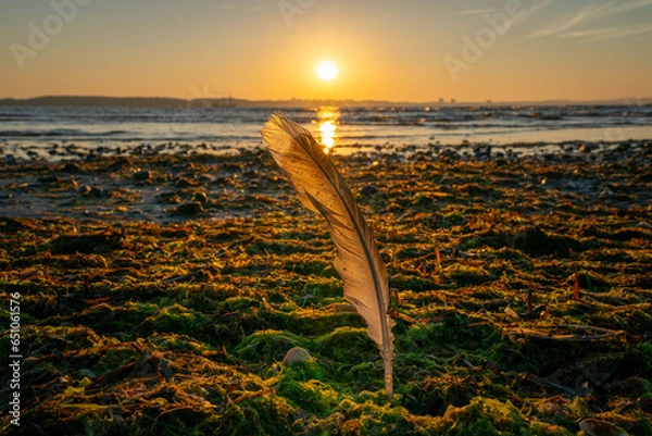 Obraz Feather in the Sunset