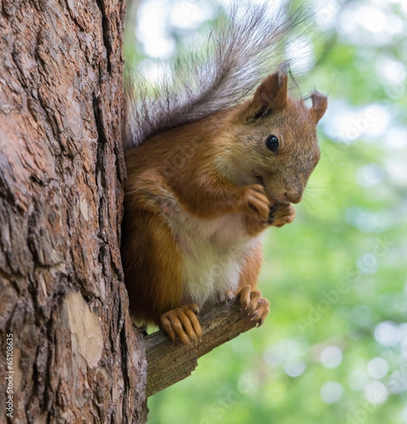 Obraz Squirrel eating nuts in the forest